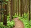 راز یک انفجار کیهانی در درختان ۱۲۰۰ساله ژاپنی