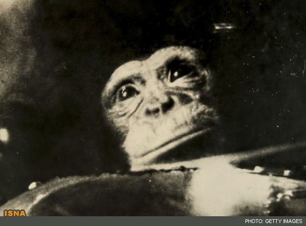 یک حراجی در لندن به نمایش تصویر یکی از اولین پستانداران پیشگام در فضا پرداخته که در زمان پرواز در یک کپسول فضایی، ثبت شده است.