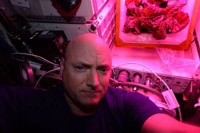 فضانوردان در ایستگاه فضایی بین‌المللی نخستین کلم قرمزی را، که کاملاً در فضا رشد و پرورش یافته بود، خوردند.
