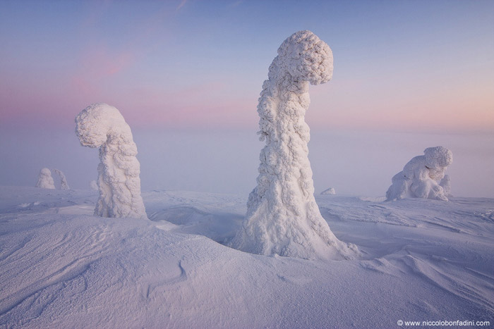 تصاویری بسیاز زیبا از پوشیده شدن درختان در زیر در فنلاند